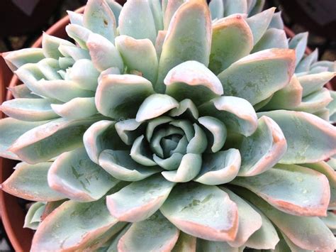 Pin By George Regis On Cactus And Succulents Exotic Plants