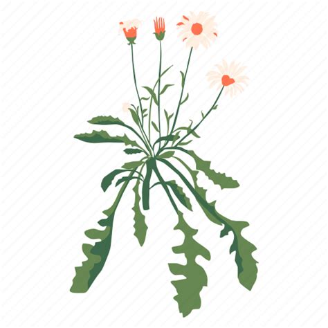 Floral Flower Botanical Garden Nature Spring Bloom Illustration