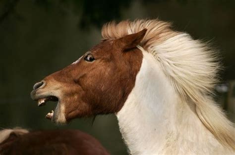 Horses Are Scary Horses Equine Inspiration Funny Horse Pictures