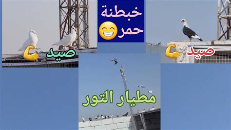 صيد زوج 💪مطيار التور 🕊️خبطنة ويانه زوج حمر واحد وره الثاني😁لايك للمقطع