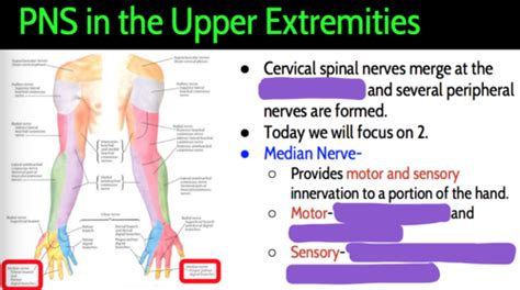 Peripheral Nerve Entrapment Syndromes Flashcards | Quizlet