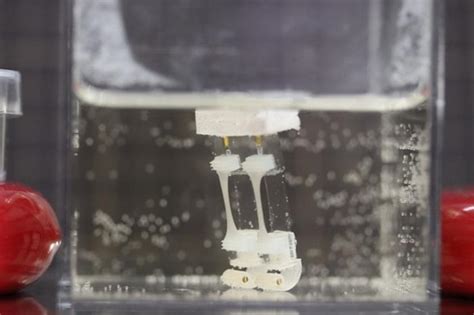 Robot uses biological muscle - Rockingrobots