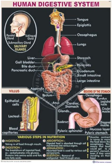 Victory Graphik Ha 22 Vestigial Organs