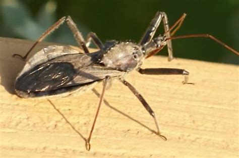 Wheel Bug Arilus Cristatus BugGuide Net