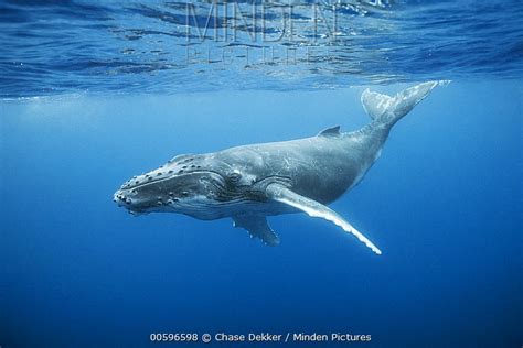 Humpback Whale Stock Photo Minden Pictures