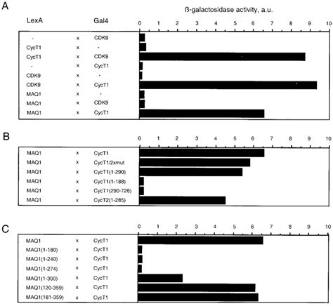 The Maq C Terminal Domain Directly Interacts With The N Terminal