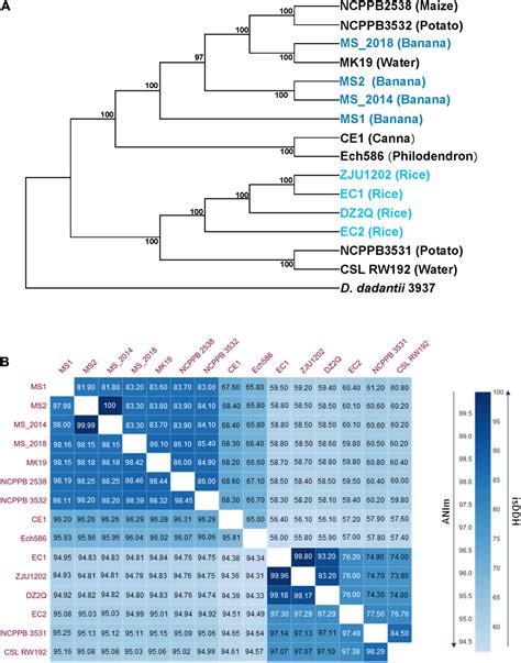 Frontiers Genomic Comparisons And Phenotypic Diversity Of Dickeya Zeae Strains Causing