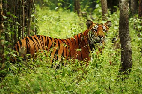 बाघ हेर्न बर्दिया निकुञ्जमा पर्यटकको घुइँचो कृषि पत्रिका