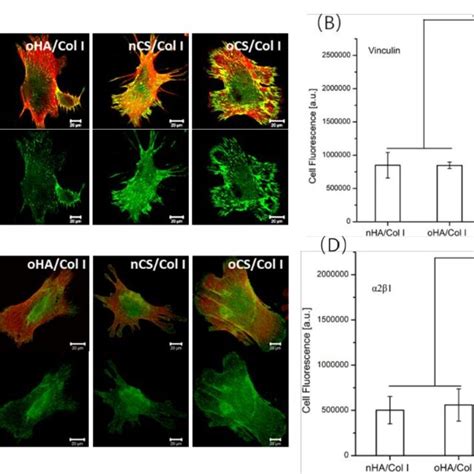 A Confocal Laser Scanning Micrographs CLSM With Staining Of