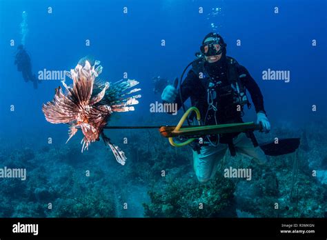 Spear Fisherman Celebrates Catching A Large Invasive Lionfish In An