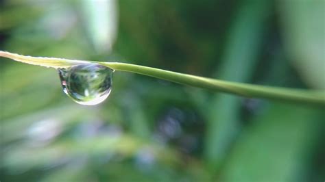 Free Images Water Nature Branch Drop Dew Leaf Flower Green