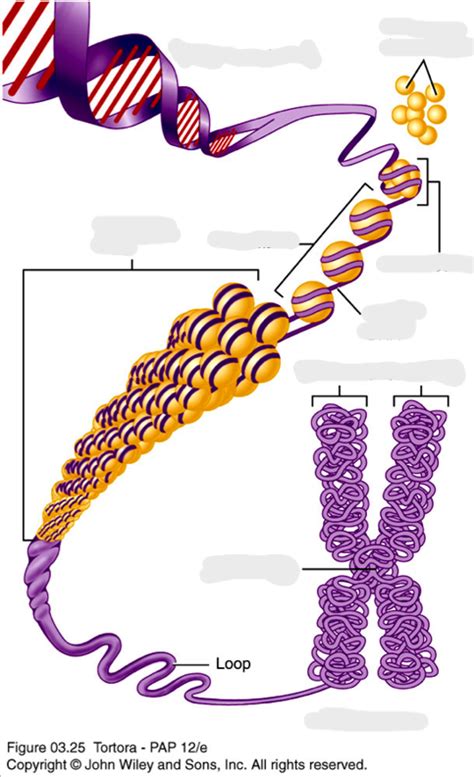 3. Labelling parts of DNA Diagram | Quizlet