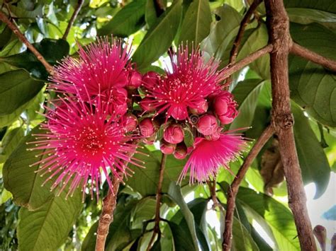 Red flower of guava tree stock image. Image of plant - 242586915