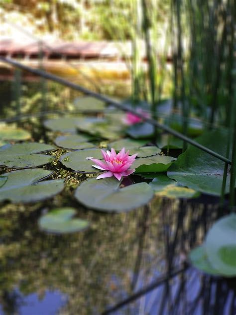 Lily Pond Garden - Best Decorations