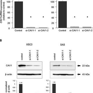 Effect Of Cav Knockdown On Hnscc Cells A Rt Pcr Revealed That Cav