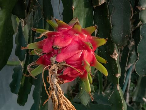 Dragonfruit Plant