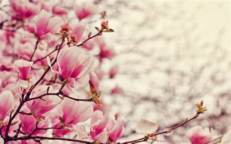 Download Magnolia Wallpaper Hd - WallpaperTip