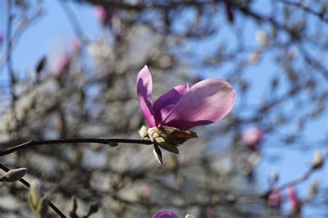 Magnolie Blau Rosa Kostenloses Foto Auf Pixabay Pixabay