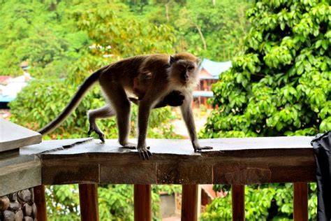 Cambodian Forestry Official Arrested In Us Over Alleged Monkey