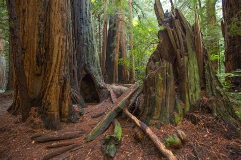 Muir Woods National Monument: Best Hikes (+ Tips for Visiting ...