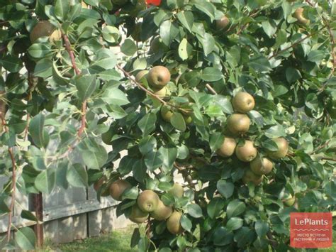 Груша 'Лесная красавица' — описание сорта, характеристики | на LePlants.ru