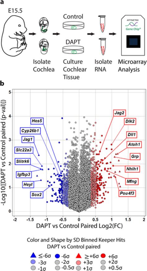 Identification Of Notch Regulated Genes In The Differentiating