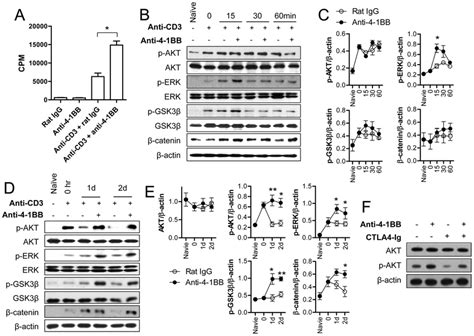 4 1bb Sustains Anti Cd3 Induced Signals To Induce Gsk 3b Catenin Download Scientific Diagram