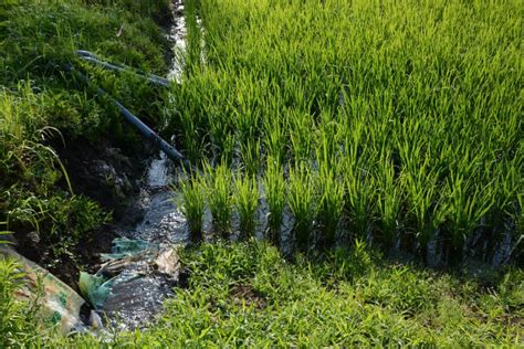 Rice cultivation stock image. Image of cultivation, farmland - 121024737