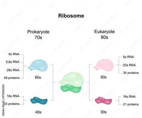 Diagram shows ribosomal subunits in Eukaryotes and Prokaryotes. Vector ...