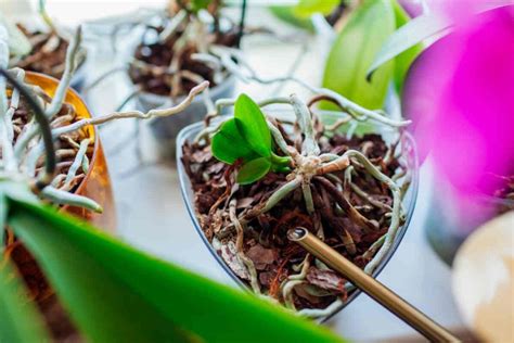 How To Propagate An Orchid 6 Methods