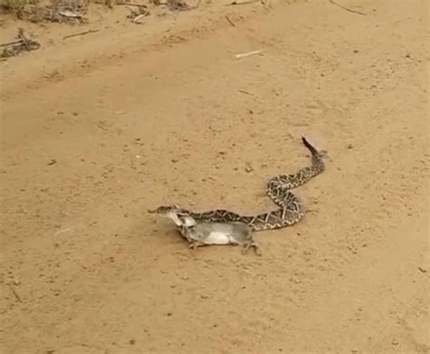 Cena Selvagem Na Estrada Cobra Cascavel Surpreende Ao Predar Pre Em