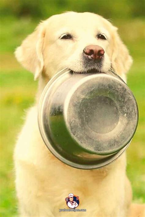 Golden Retriever Food Guide