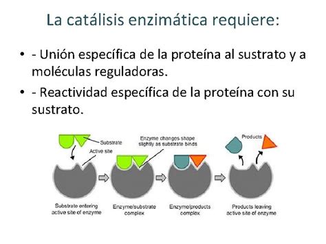 Ejemplos De Catalisis Enzimatica Dinami