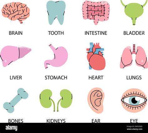 Human Organs Icons With Descriptions Brain Tooth Ear Intestines