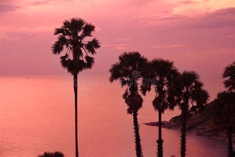 Beautiful Purple Sunset With Palm Trees Silhouette Stock Photo Image