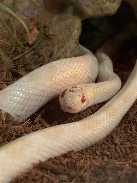 Rip To My Handsome Little Albino Boy Youve Slithered Into Snake