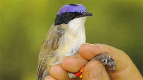 Endangered Fairy Wrens Survive Kimberley Floods Australian Geographic