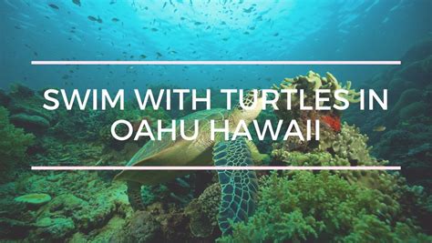 Swimming & Snorkeling with Turtles on Oahu, Hawaii – Island Water ...