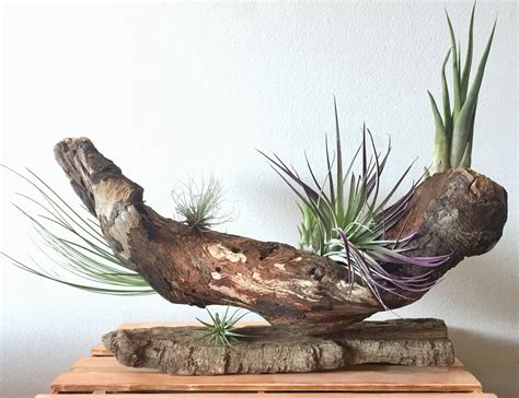 Air Plants In Driftwood Air Plants Plants Air Plants Decor