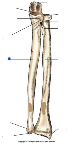 Humerus Elbow Radius And Ulna Labeling Flashcards Quizlet