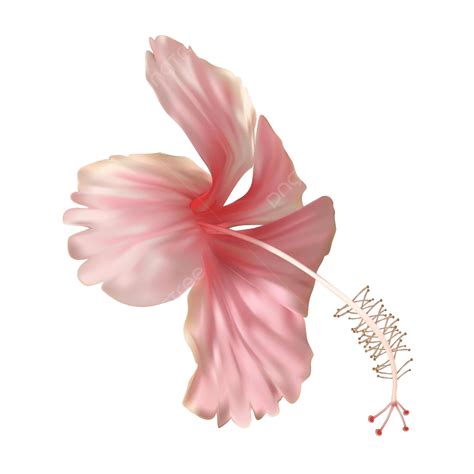 Vector Ilustrado De Una Impresionante Flor De Hibisco En Flor Rosa