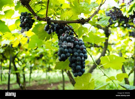 Vineyard - Grapes with Green Organic Chemical (Bordeaux Mixture Stock Photo - Alamy