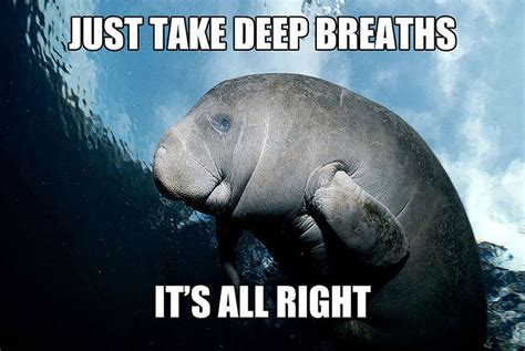 20 Calming Manatee Memes That Perfectly Describe Your Life Manatee