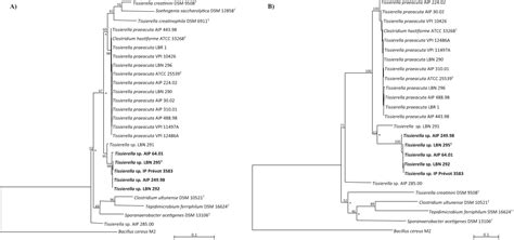 Fig 3 Ml Trees Based On A 26 Partial 16s Rrna Gene Sequences 1415