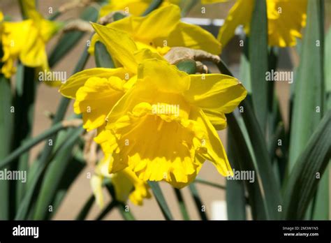 Yellow Daffodil Yellow Cultivar Daffodil Narcissus Close Up