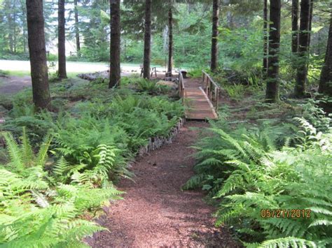 forest landscaping ideas - Google Search | Forest garden, Lake ...