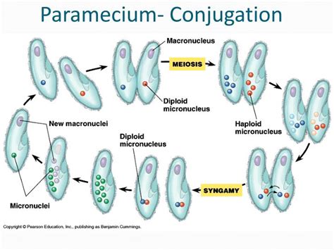 Conjugation In Paramecium Diagram