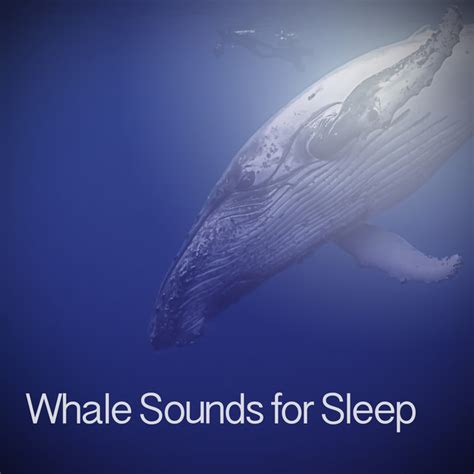 Whale Song artists, songs, decades and similar genres - Chosic