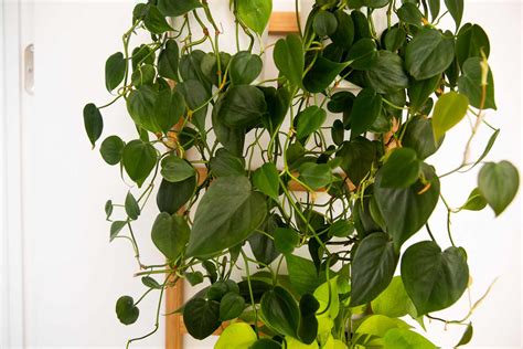 How To Grow And Care For Heart Leaf Philodendron