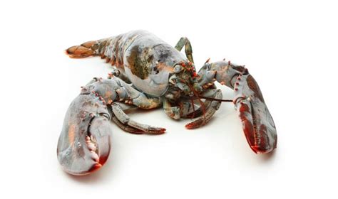 Can You Freeze Lobster Seafood Explained Dom Eats